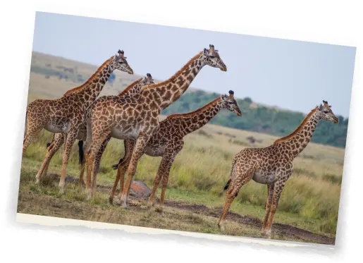 Eine Afrika-Reise mit Afrikascout passt zu dir, wenn du Gänsehautmomente in der Wildnis erleben willst.