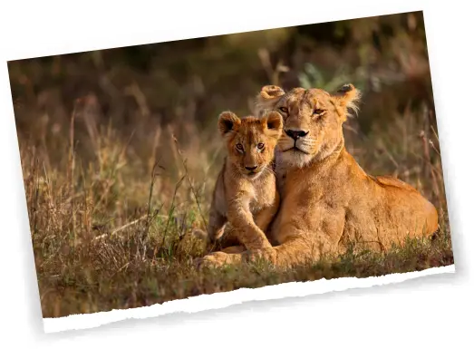 Eine Afrika-Reise mit Afrikascout ist das Richtige für dich, wenn du wilde Tiere in ihrer natürlichen Umgebung begegnen willst.